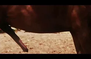 XXX コック アダルト 動画 女性 向き